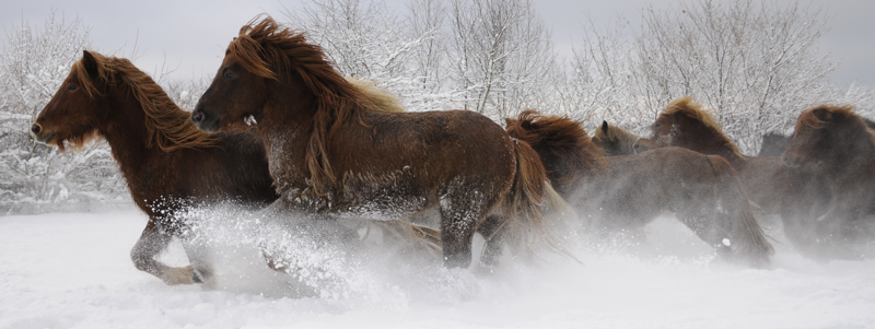 Hengstherde Januar 2010